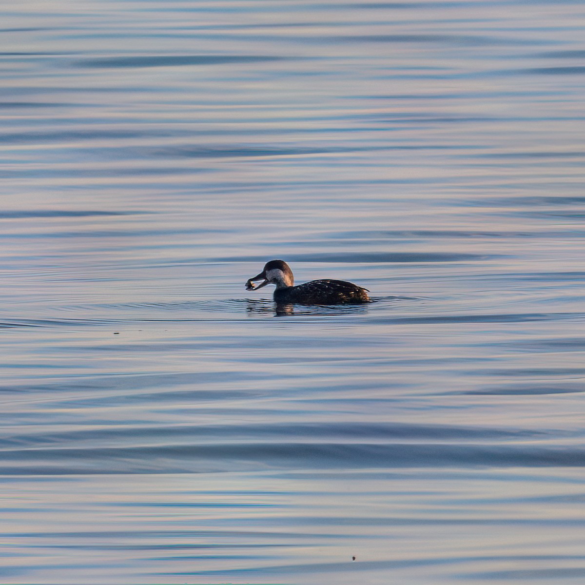 アカオタテガモ - ML629115178