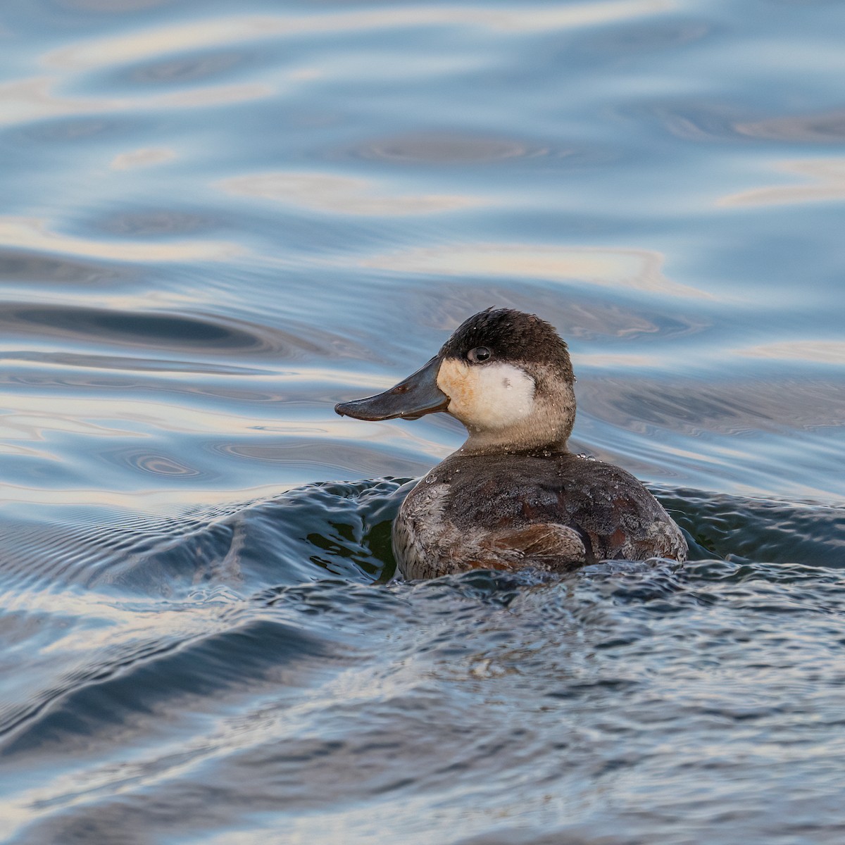 アカオタテガモ - ML629115179