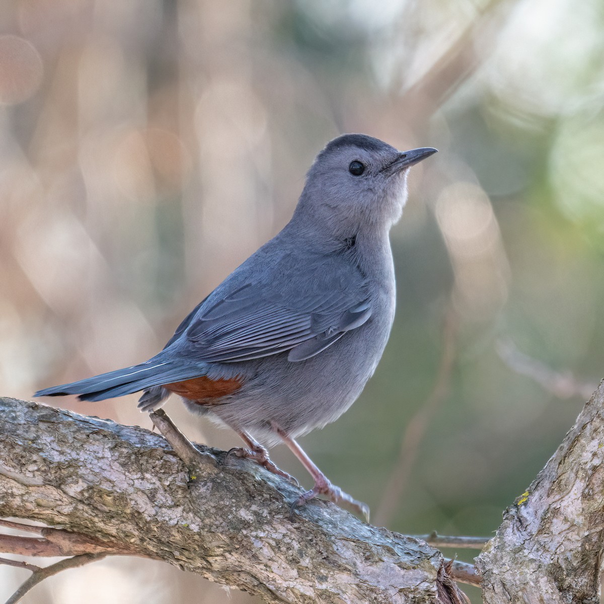 ネコマネドリ - ML629115191