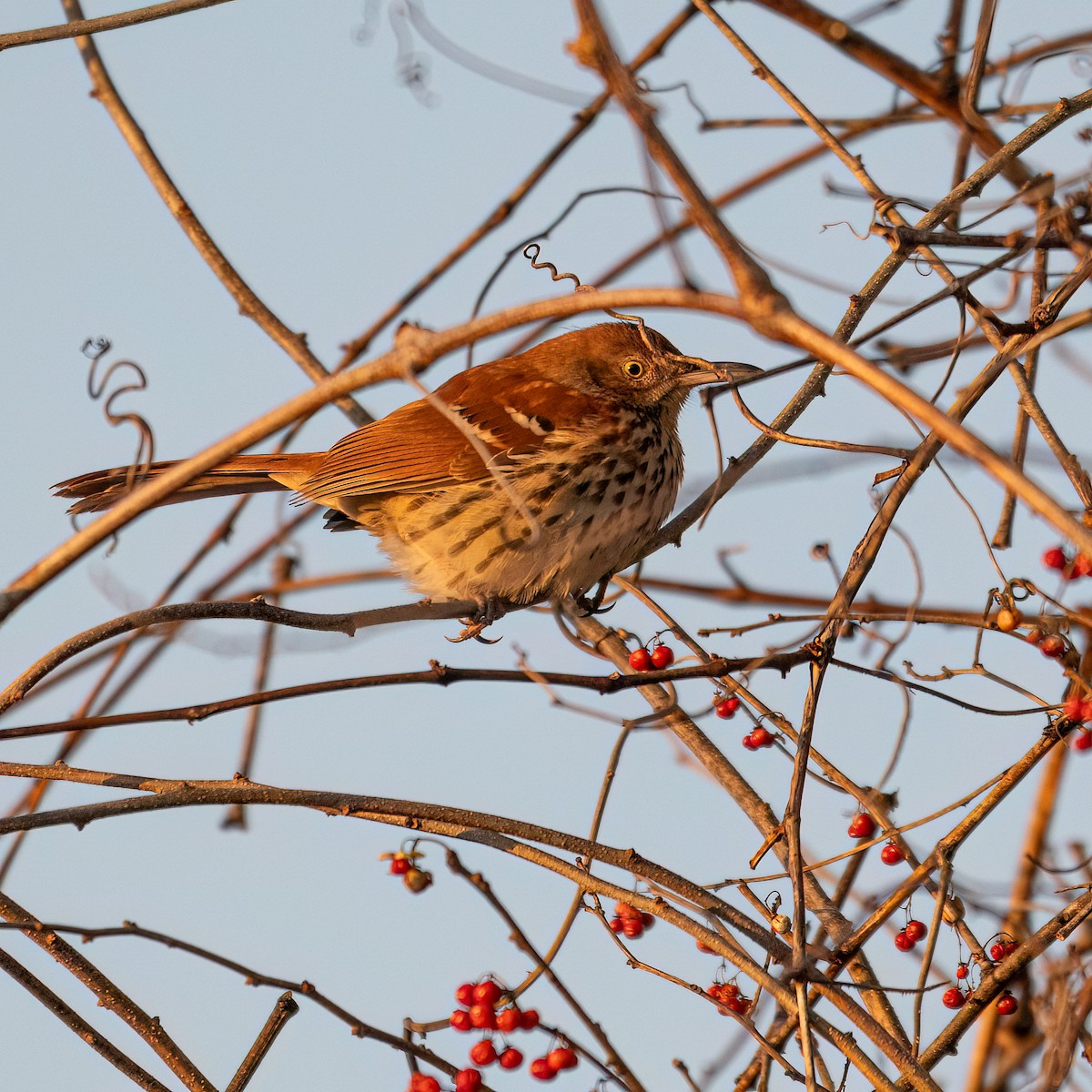 チャイロツグミモドキ - ML629115195