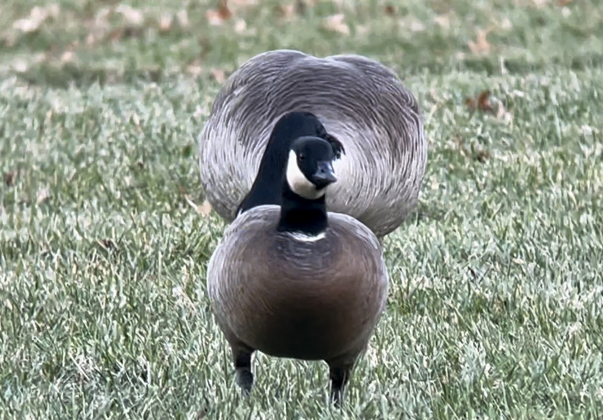 Branta kanadar txikia - ML629115196