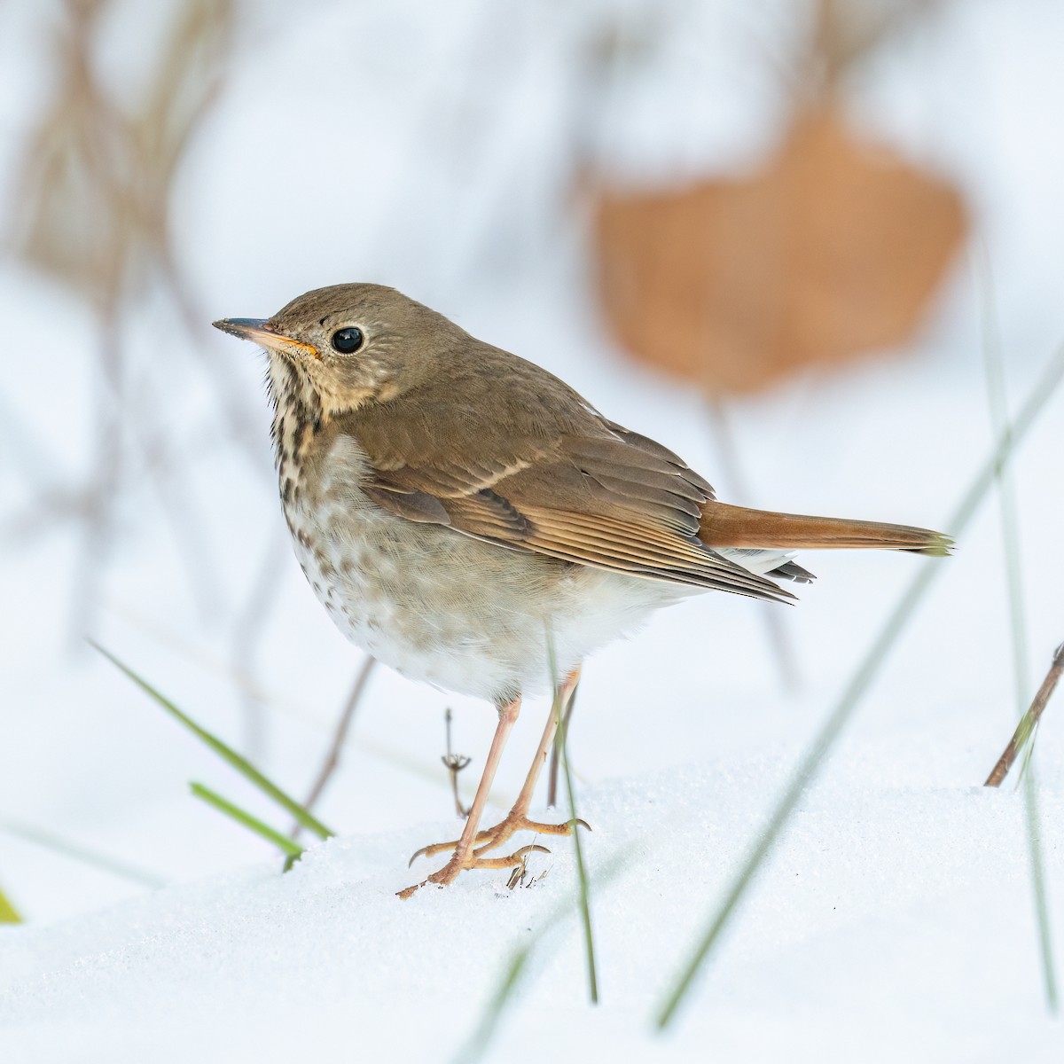 チャイロコツグミ - ML629115199