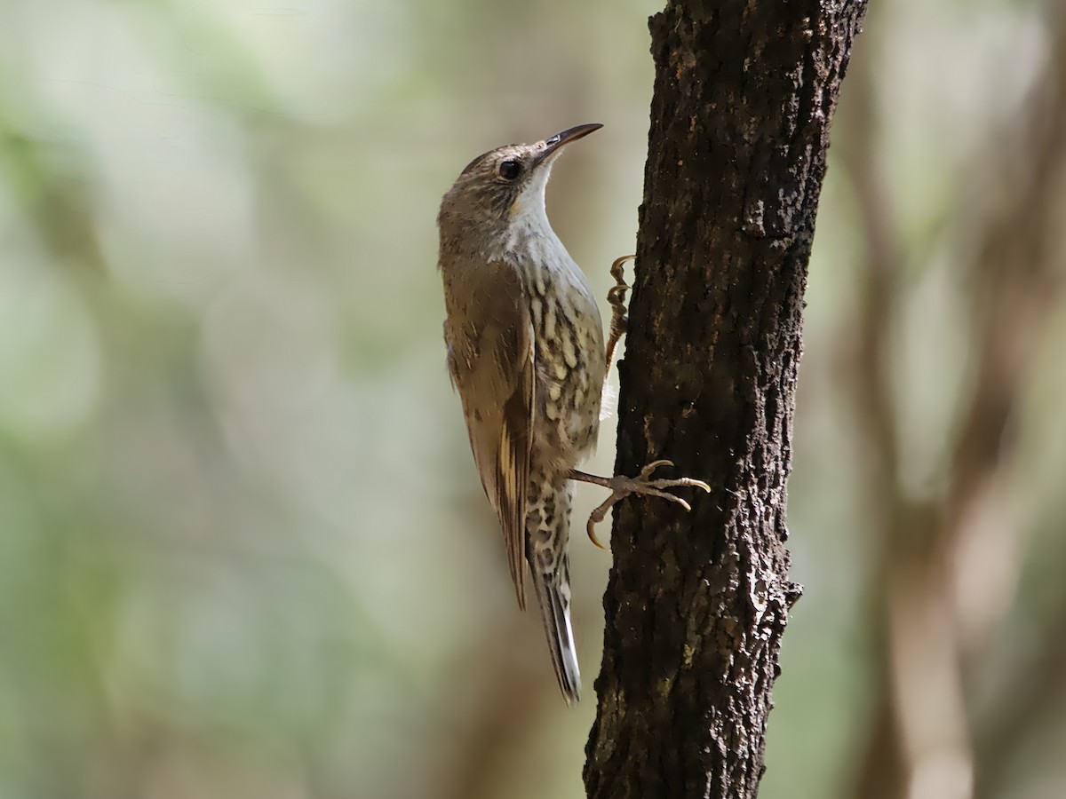 White-throated Treecreeper - ML629115201