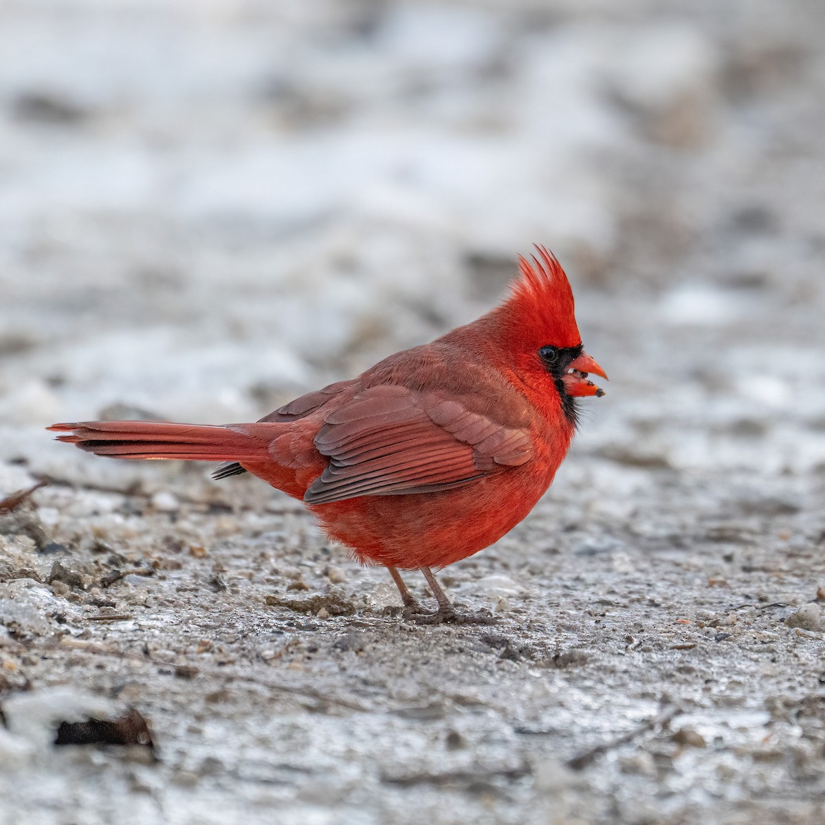 ショウジョウコウカンチョウ - ML629115202