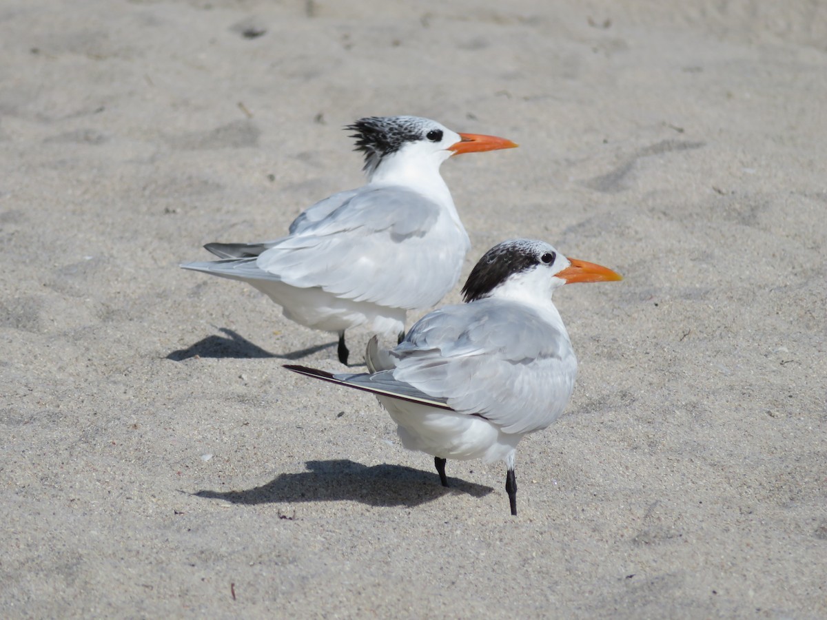 Royal Tern - ML629115205