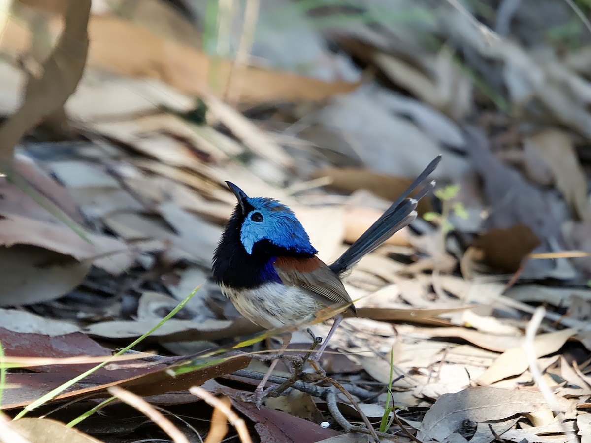 Variegated Fairywren - ML629115211