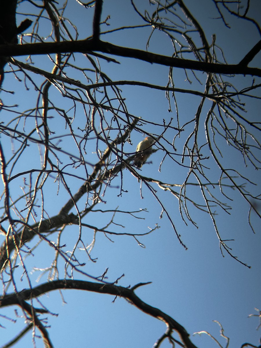 Red-bellied Woodpecker - ML629115226