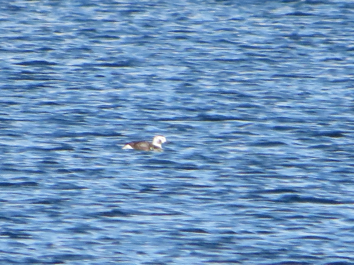 Long-tailed Duck - ML629115229