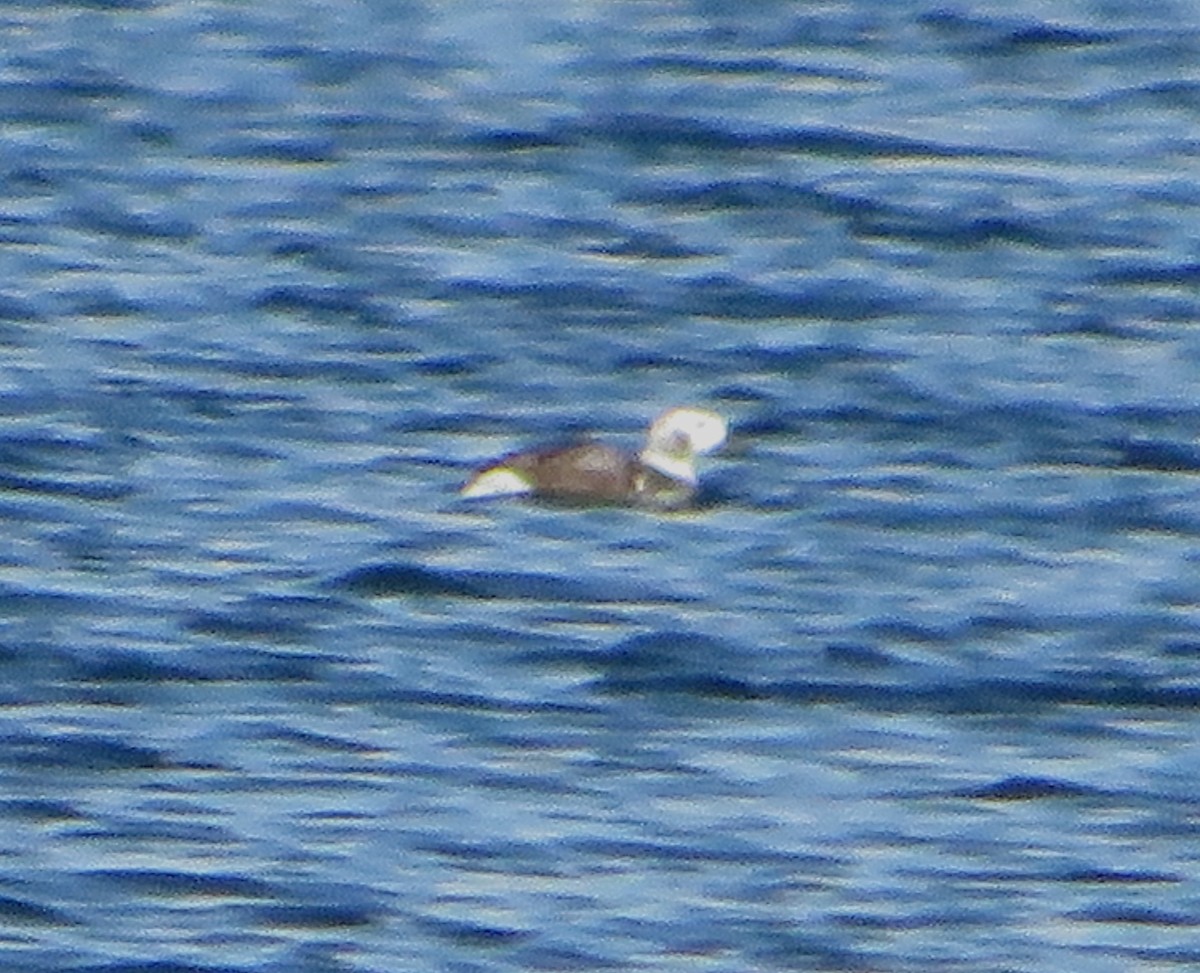 Long-tailed Duck - ML629115243