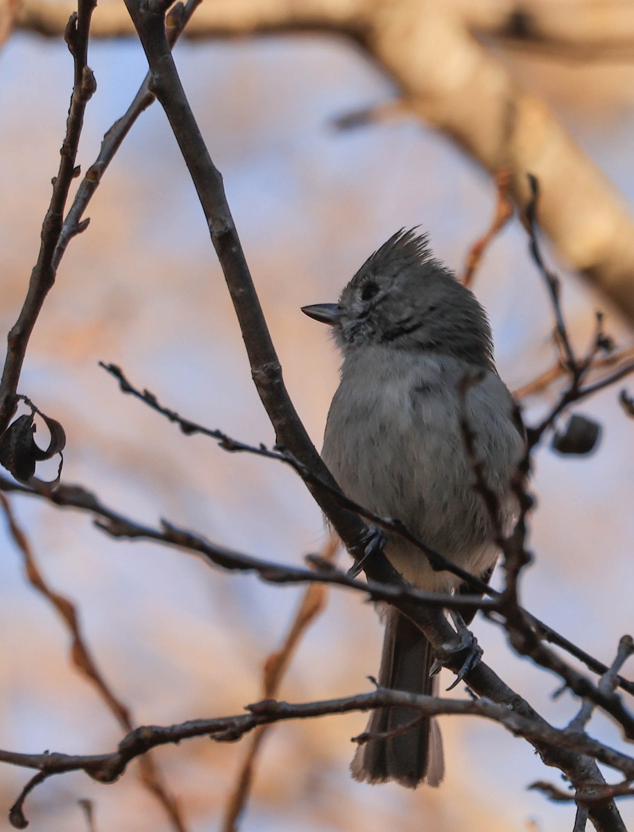 Oak Titmouse - ML629115270