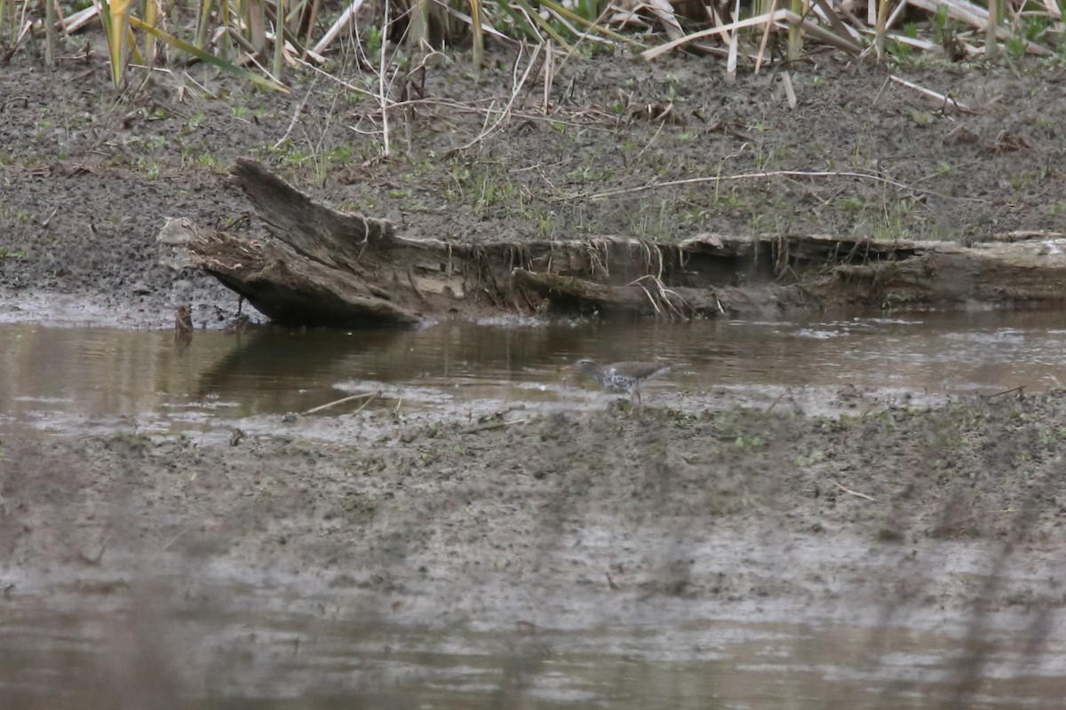 Spotted Sandpiper - ML629115274