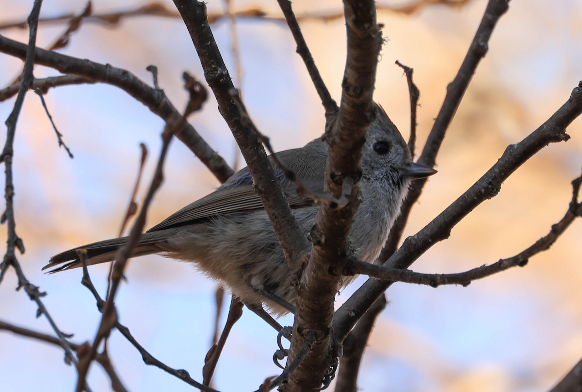 Oak Titmouse - ML629115298
