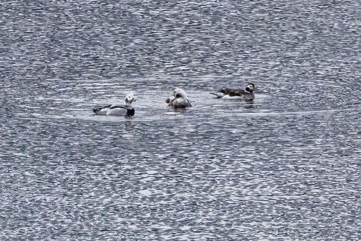 Long-tailed Duck - ML629115329