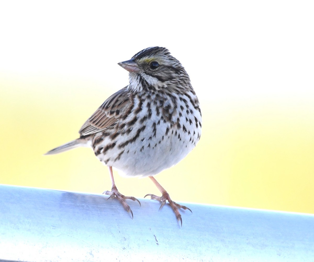 Savannah Sparrow - ML629115341