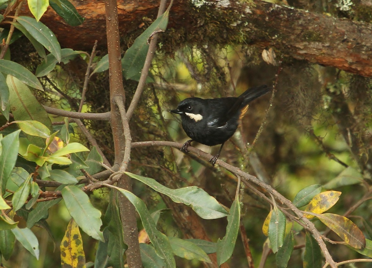 Moustached Flowerpiercer - ML629115494