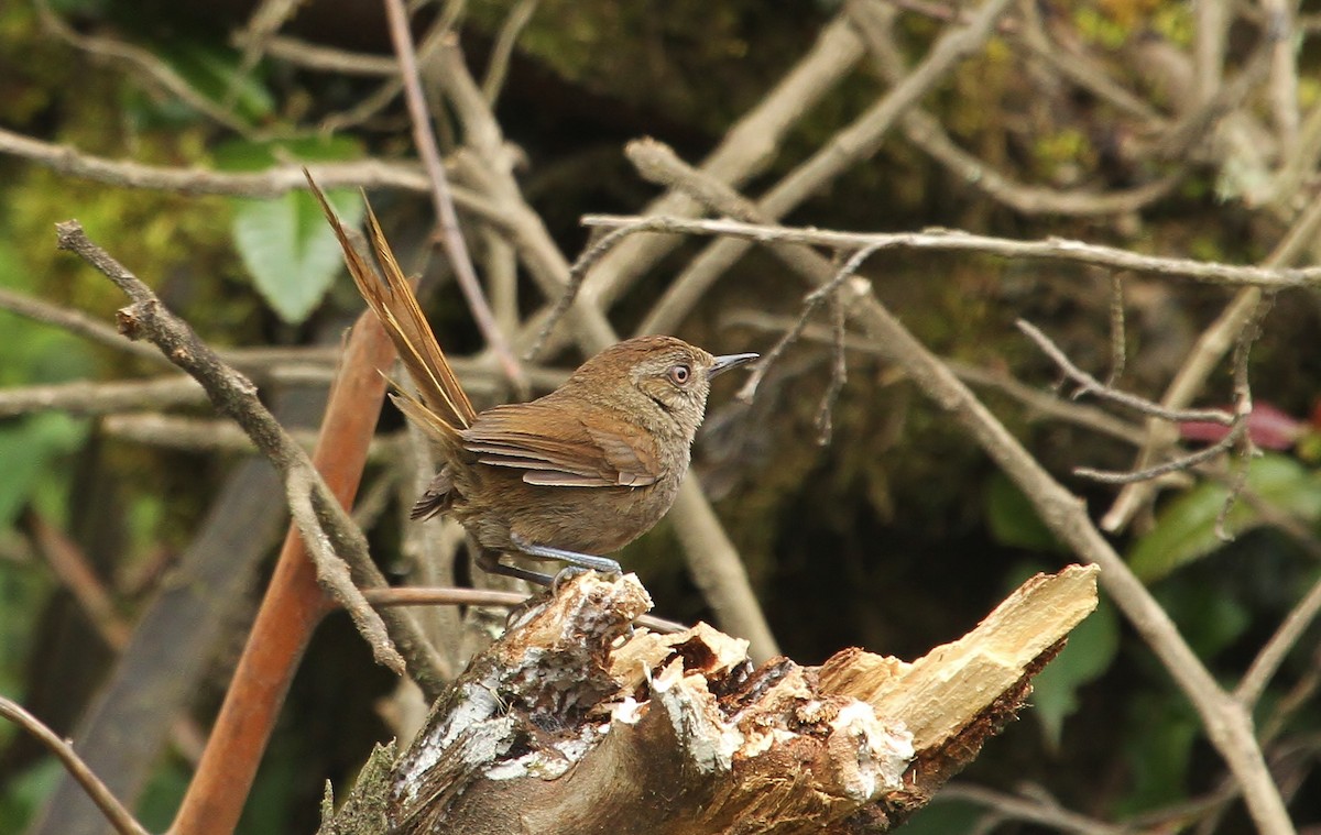 Puna Thistletail - ML629115503