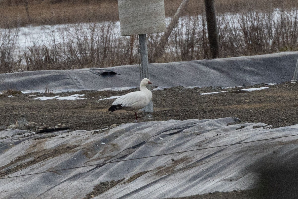 Цасны галуу - ML629115519