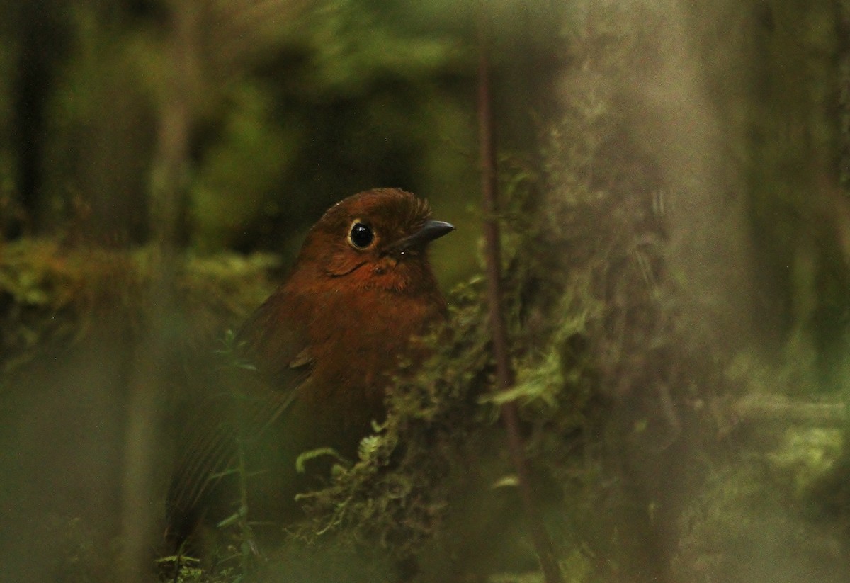 Urubamba Antpitta - ML629115524