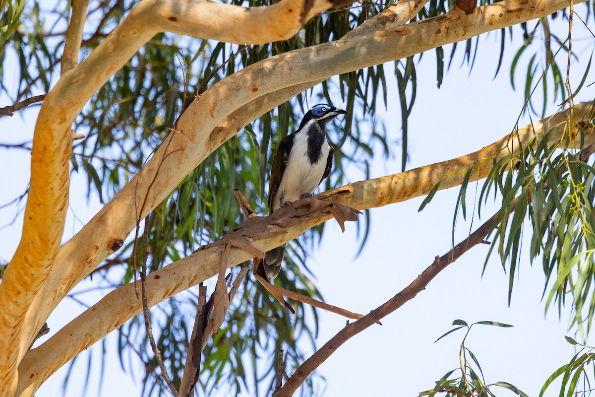Blue-faced Honeyeater - ML629115542