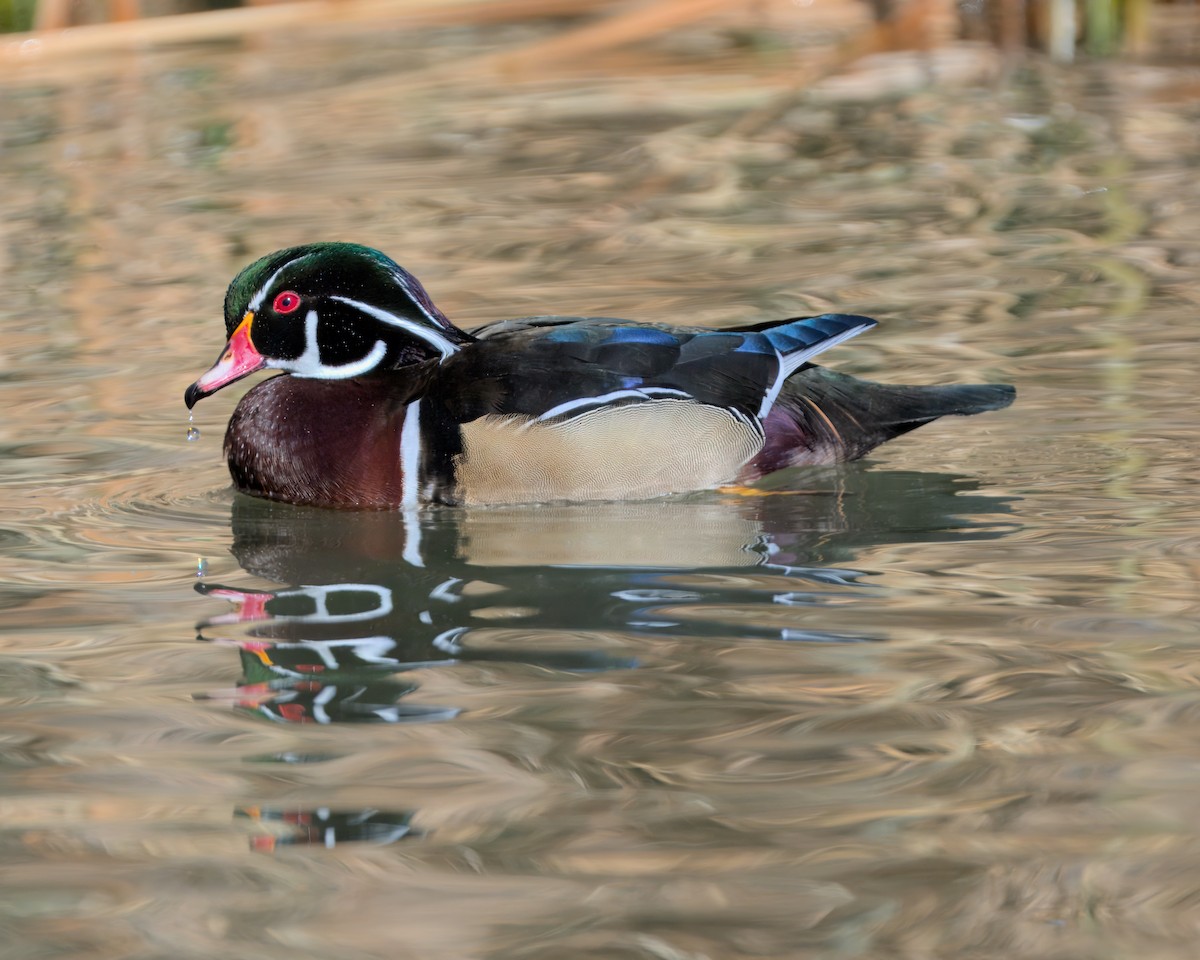 Wood Duck - ML629115543