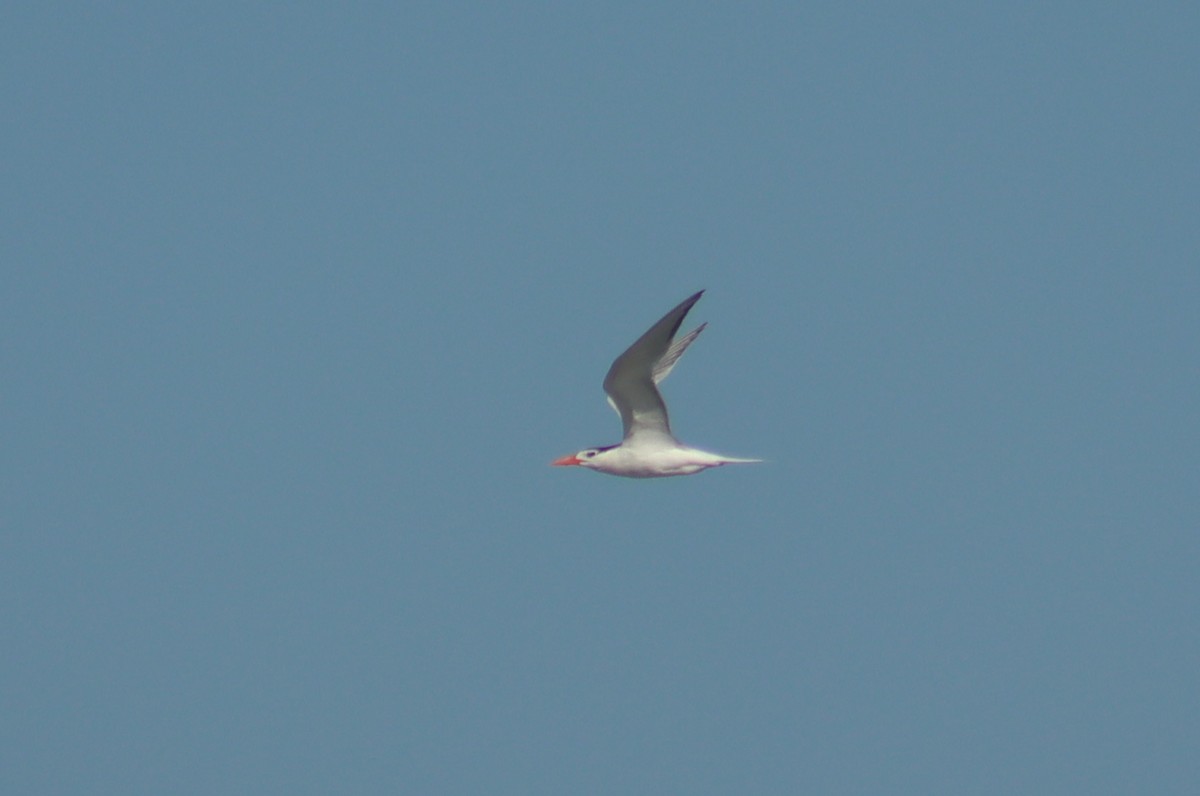 Royal Tern - ML629115595