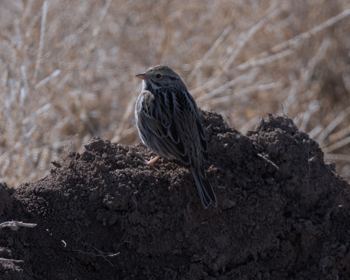 Savannah Sparrow - ML629115598