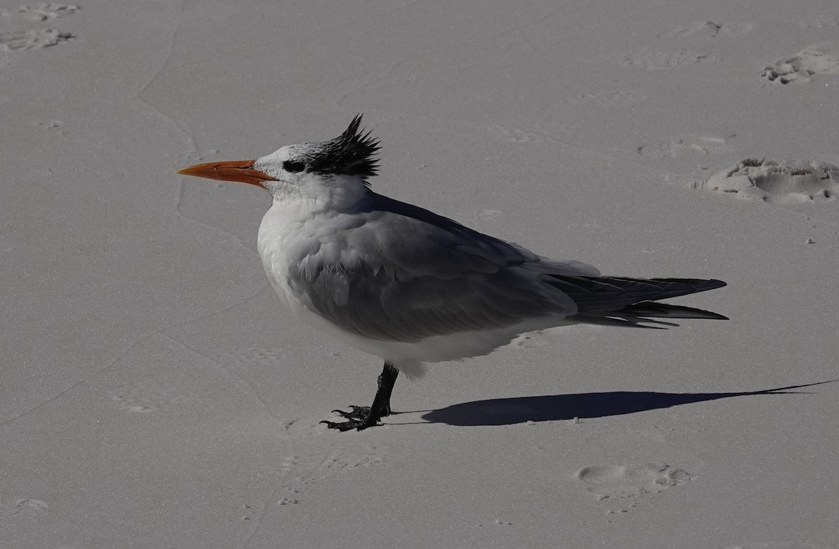 Royal Tern - ML629115607