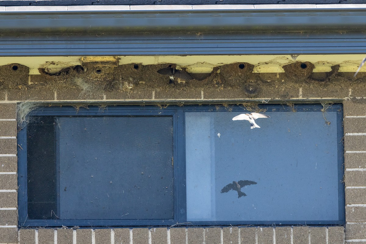Fairy Martin - ML629115615