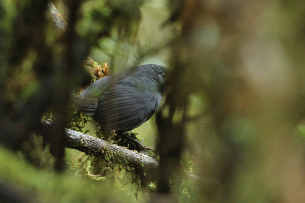 Trilling Tapaculo - ML629115648