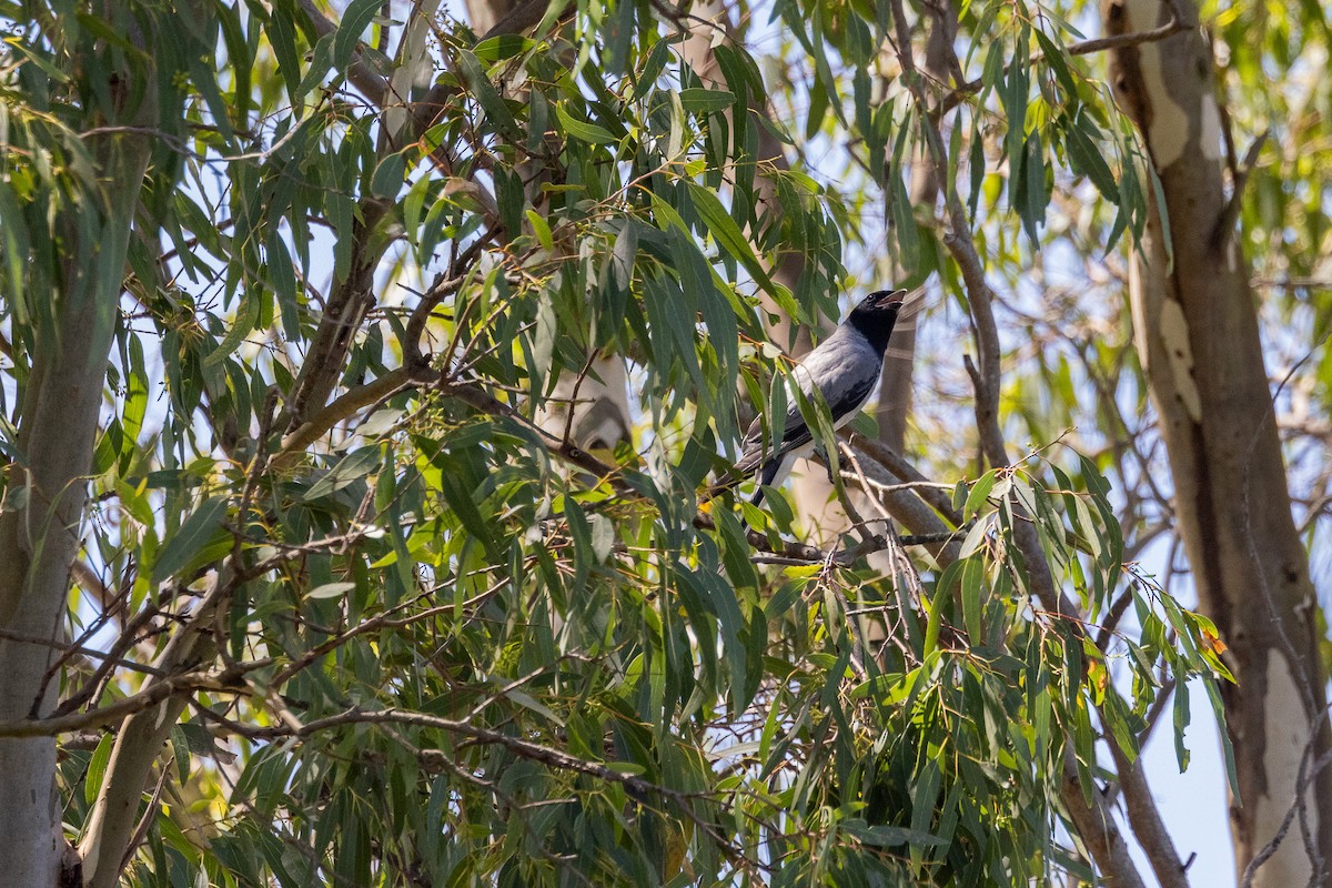 Black-faced Cuckooshrike - ML629115706