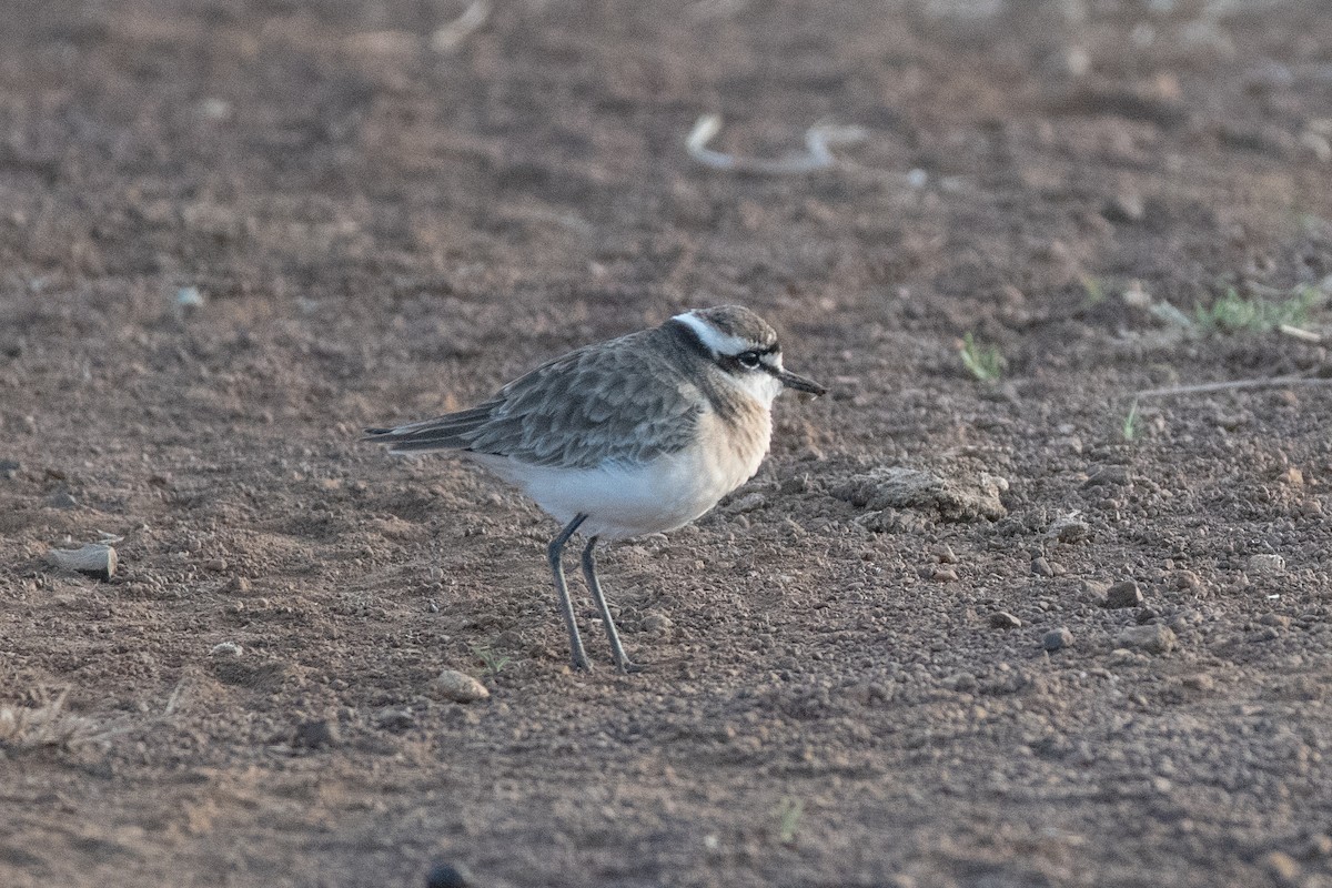 Kittlitz's Plover - ML629115765