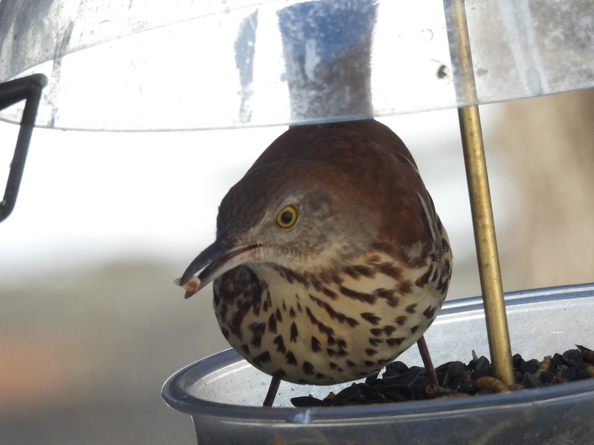 Brown Thrasher - ML629115782