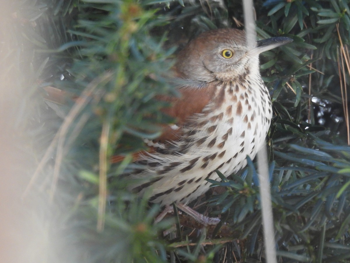 Brown Thrasher - ML629115783