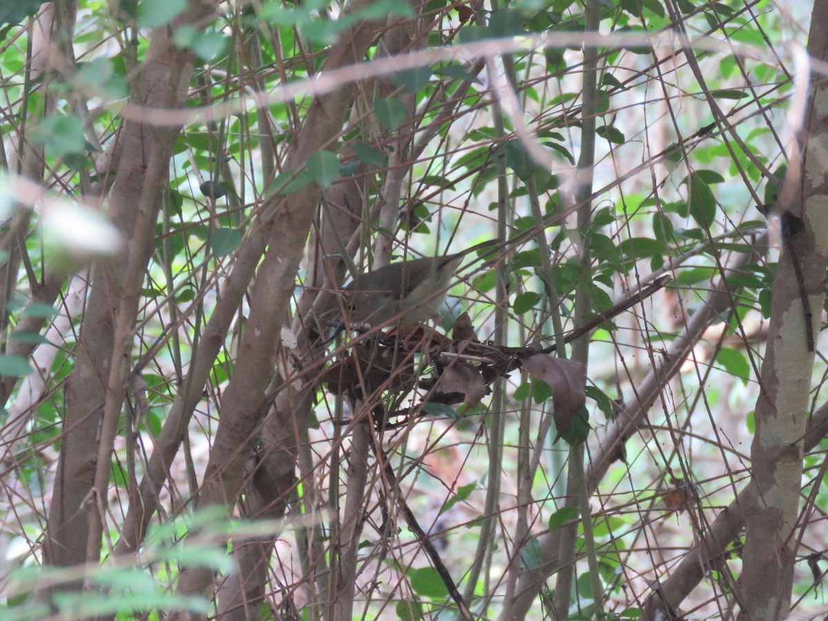 Large-billed Scrubwren - ML629115803