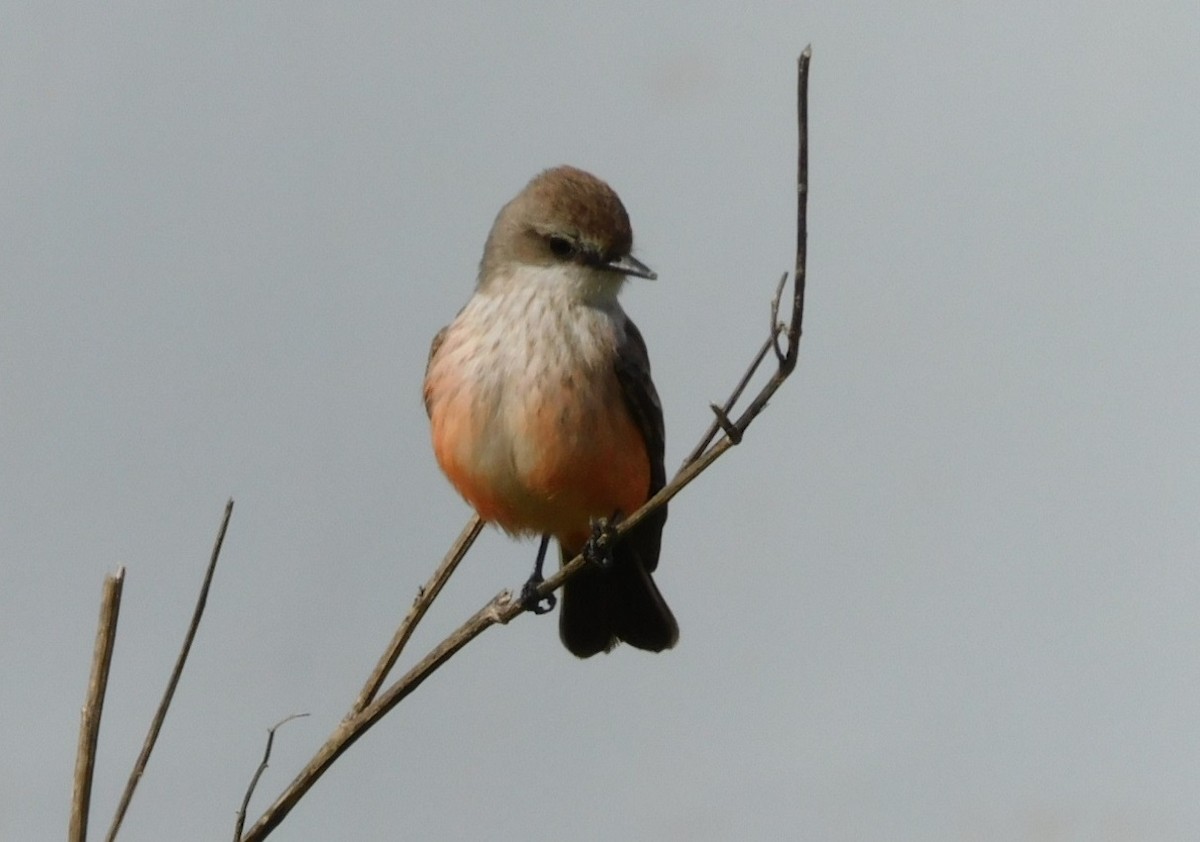 Vermilion Flycatcher - ML629115935