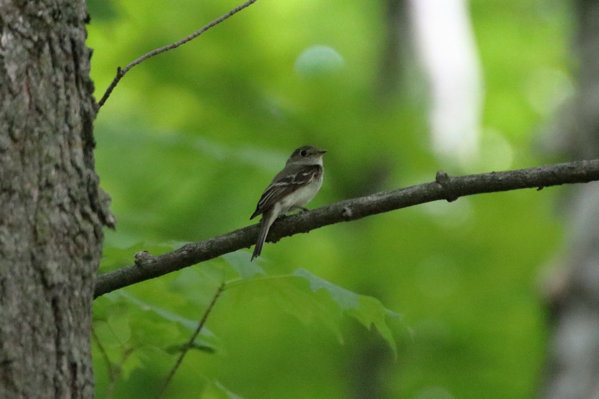 Least Flycatcher - ML629115936