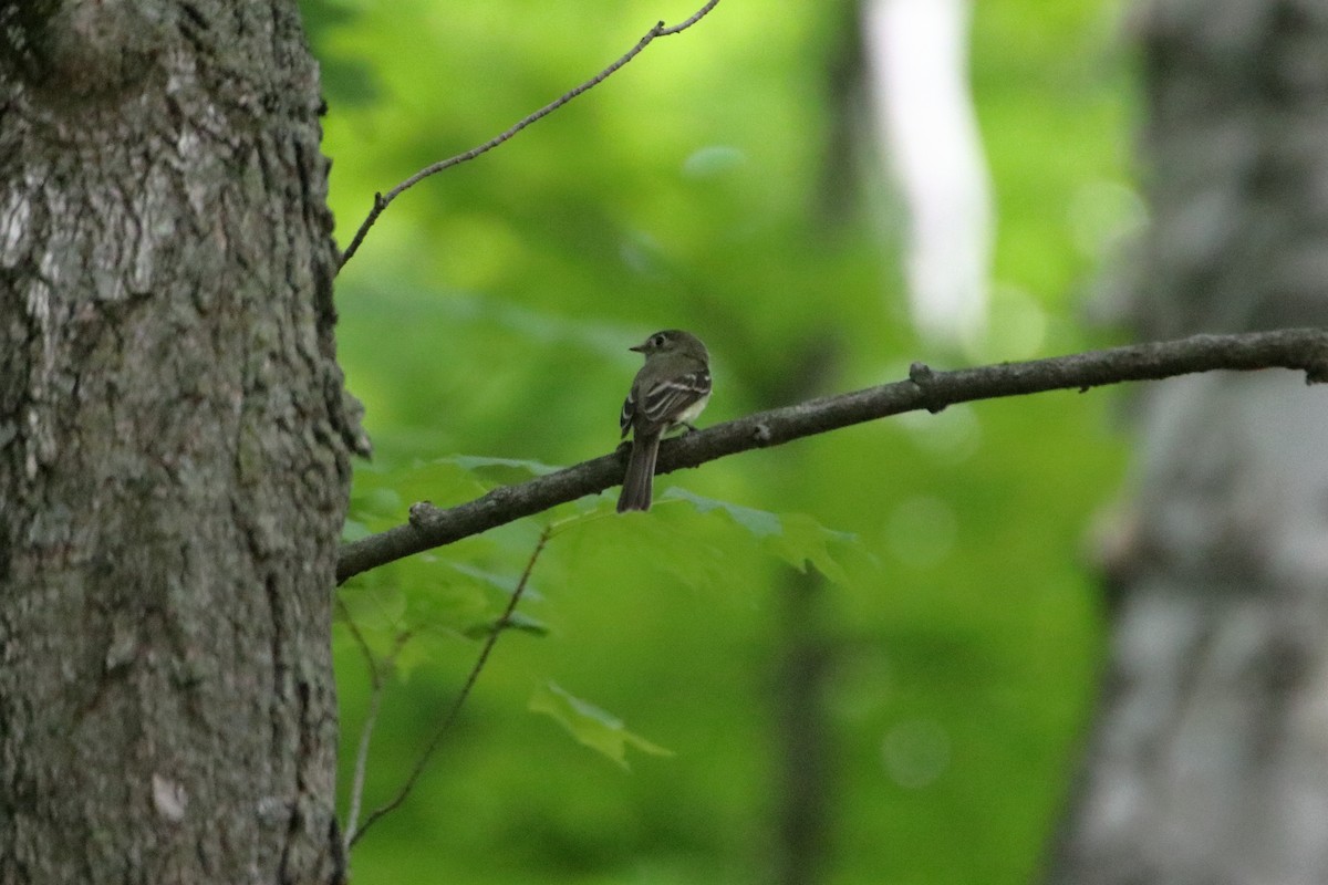 Least Flycatcher - ML629115937