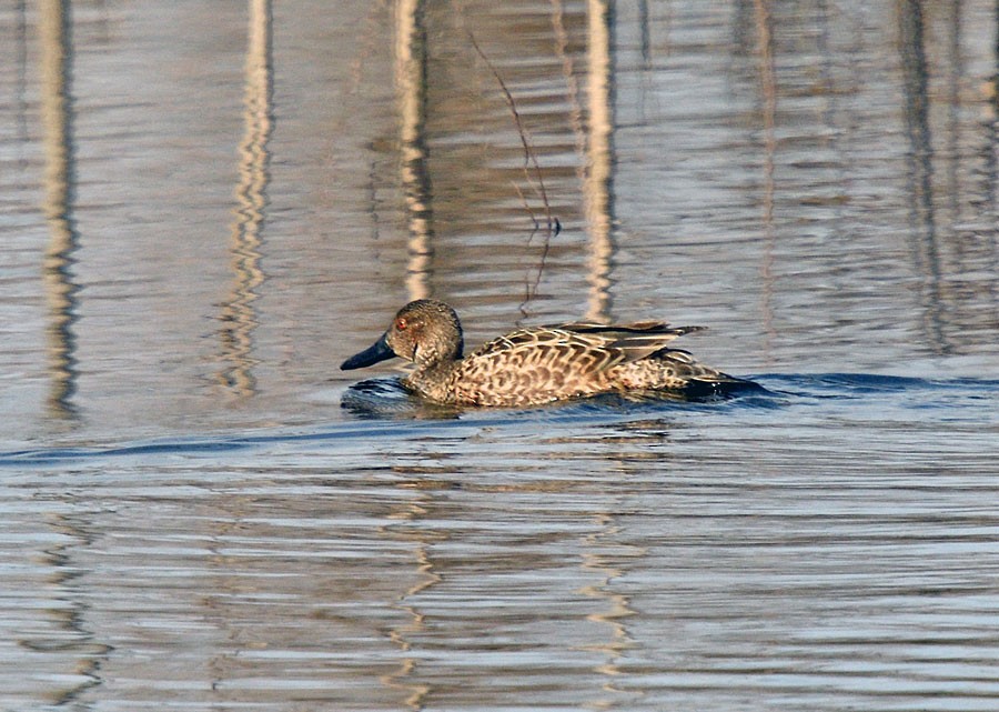 Cinnamon Teal (Northern) - ML629116033