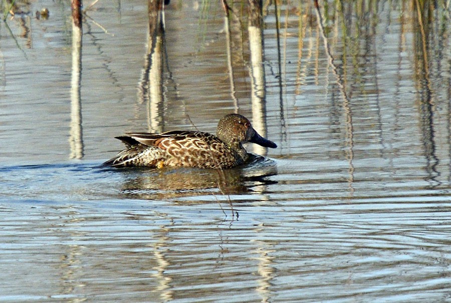 Cinnamon Teal (Northern) - ML629116034