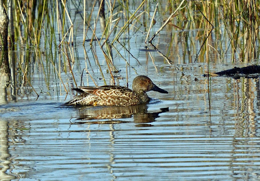 Cinnamon Teal (Northern) - ML629116035