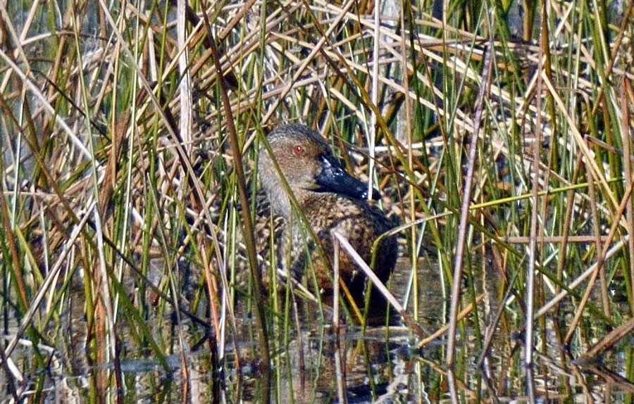 Cinnamon Teal (Northern) - ML629116036
