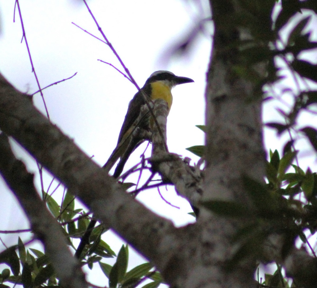 Boat-billed Flycatcher - ML629116073