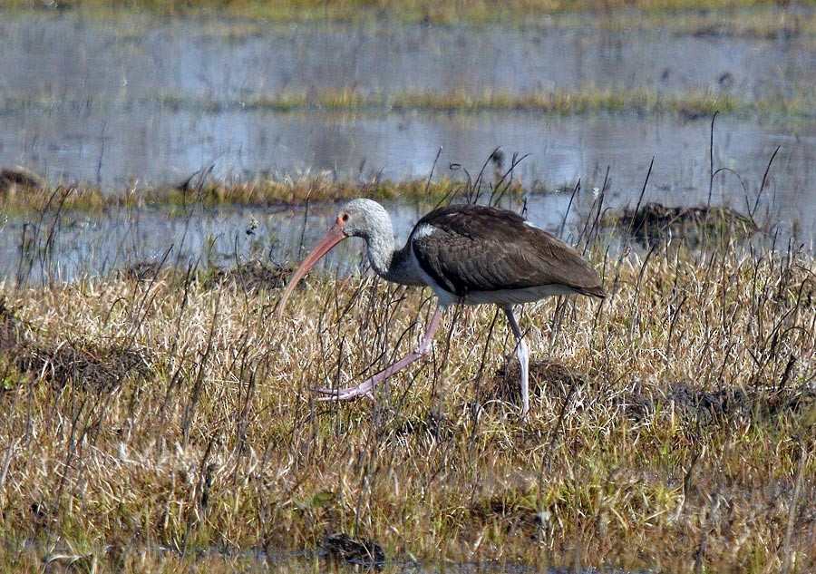 White Ibis - ML629116150