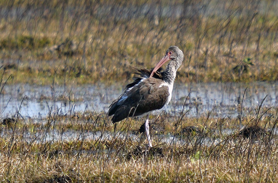 White Ibis - ML629116166