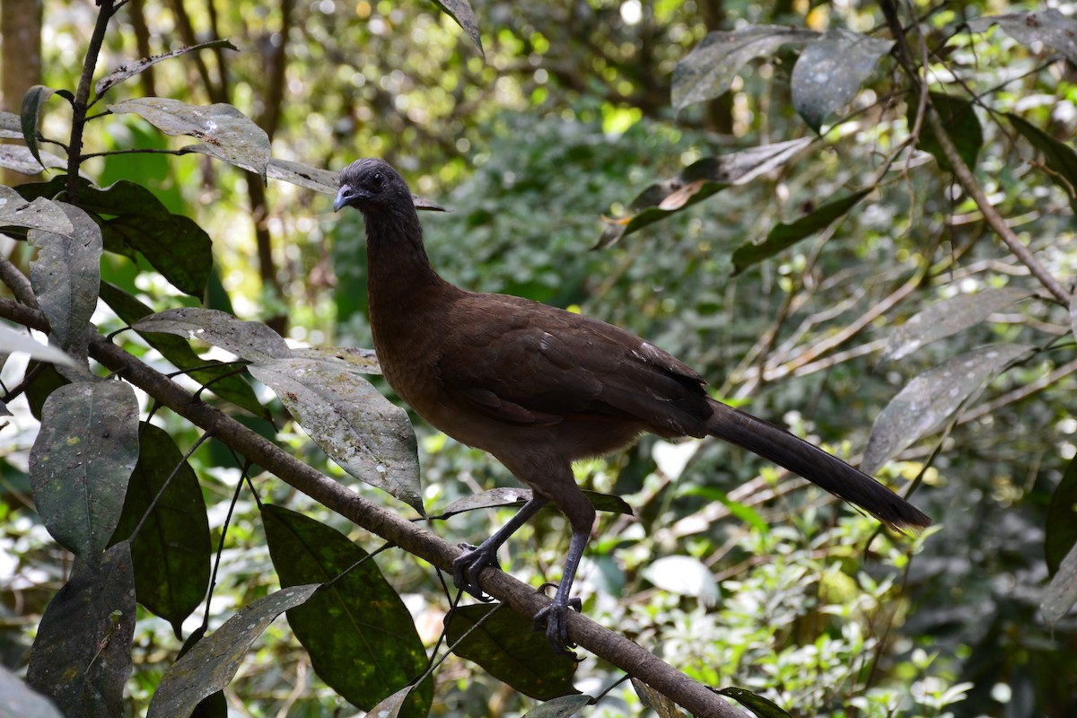 Chachalaca Cabecigrís - ML629116167