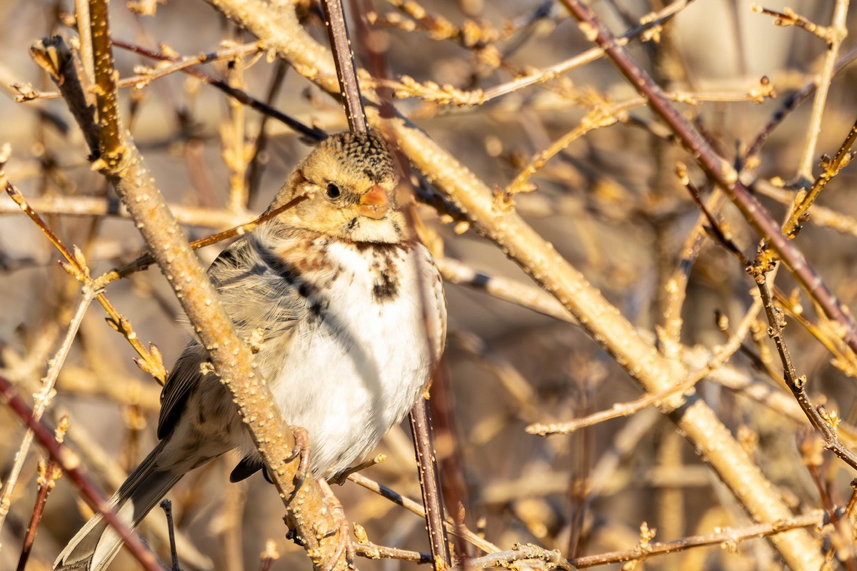 Harris's Sparrow - ML629116176