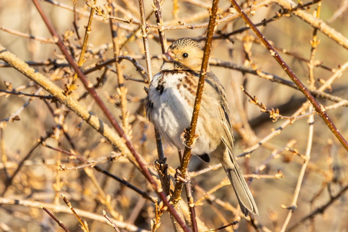 Harris's Sparrow - ML629116184