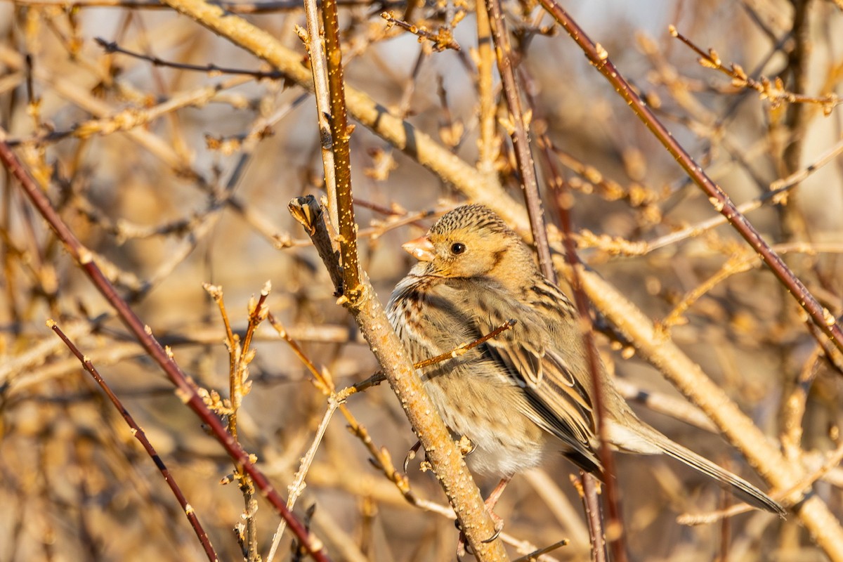Harris's Sparrow - ML629116186