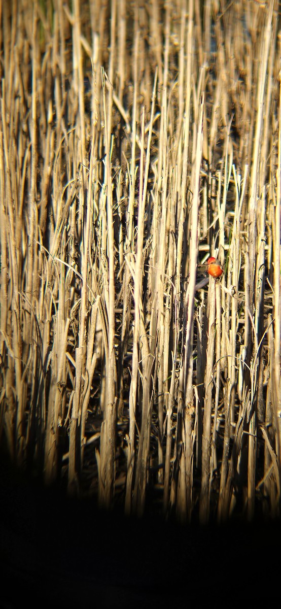 Vermilion Flycatcher - ML629116187