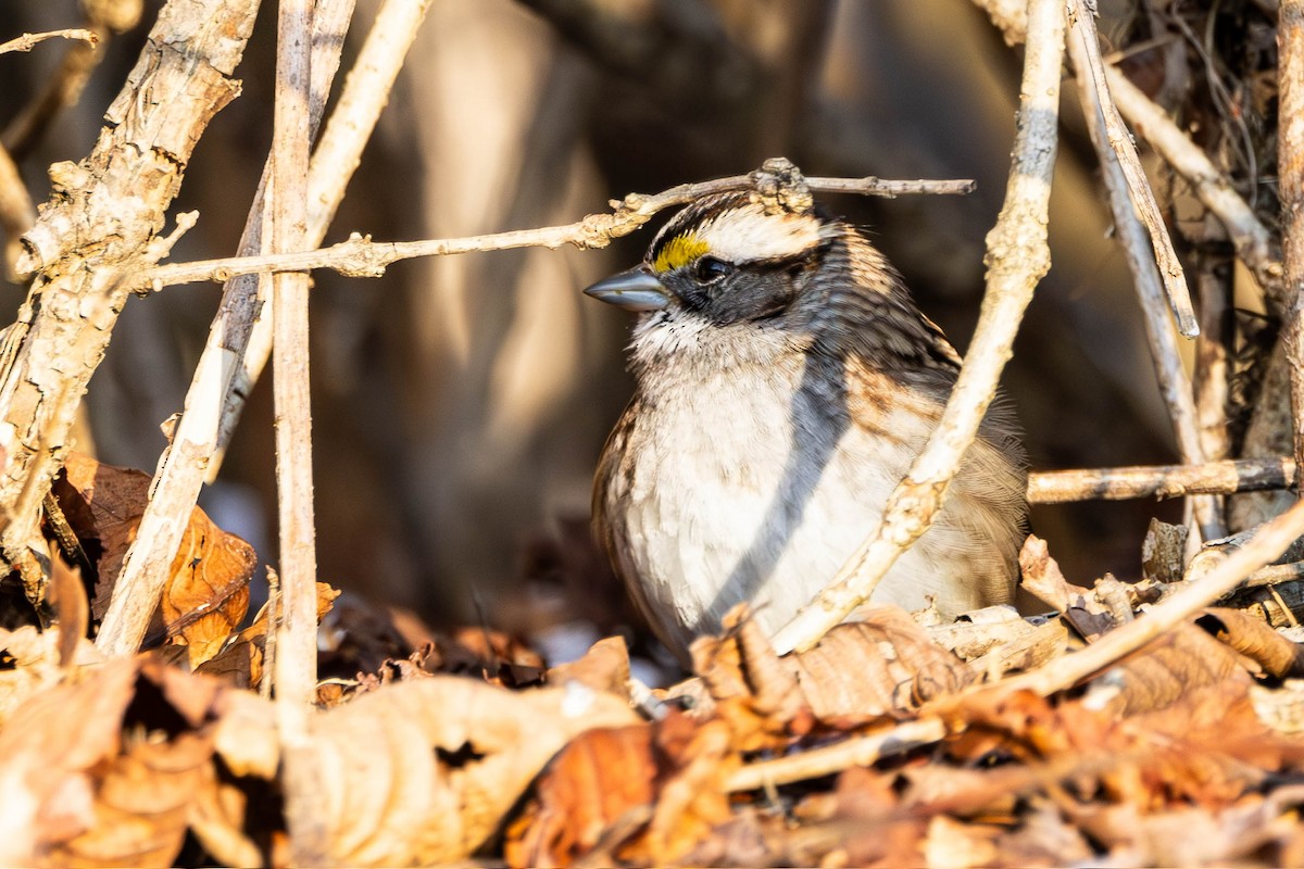 strnadec bělohrdlý - ML629116189